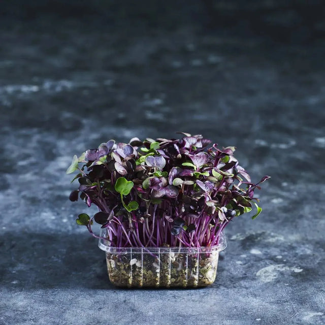 Fresh purple radish microgreens with vibrant stems and green leaves