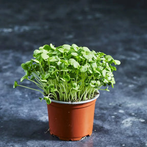 Fresh green shiso microgreens with textured green leaves