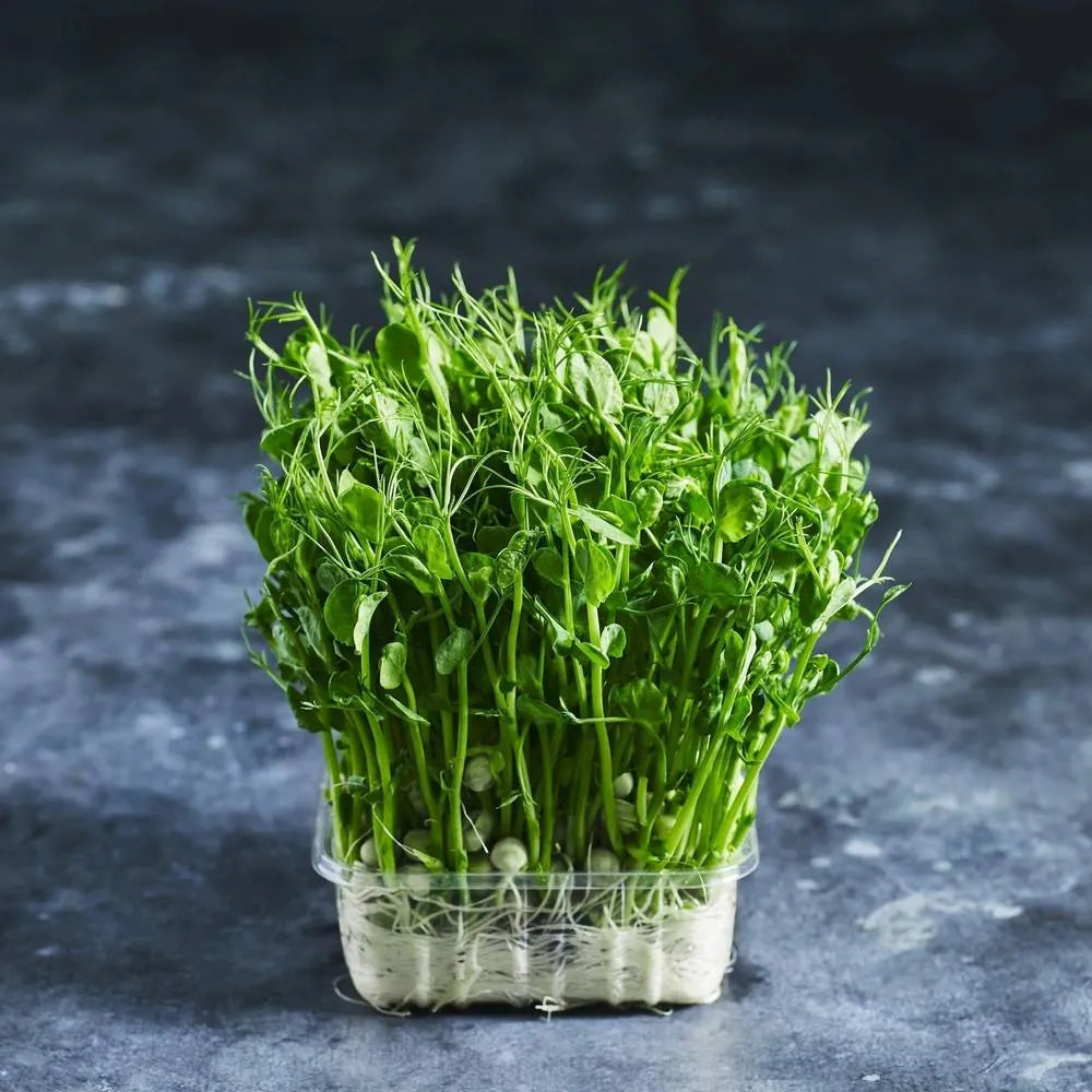 Fresh pea tendrils with curling tendrils and green leaves