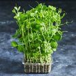 Fresh pea shoots with tender green leaves and stems