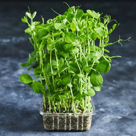 Fresh pea shoots with tender green leaves and stems