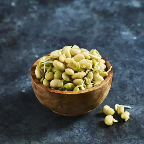 Fresh soybean sprouts grown from soybeans