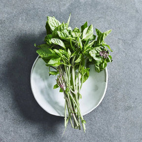 Thai basil herb seeds