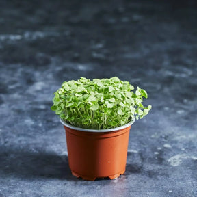 Fresh Thai basil microgreens with bright green leaves