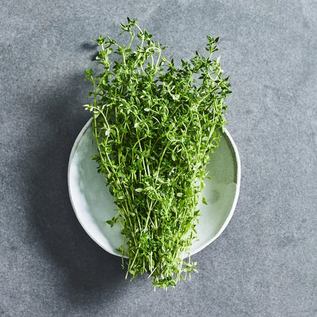 Thyme herb seeds