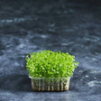 Fresh watercress microgreens with small green leaves