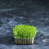 Fresh watercress microgreens with small green leaves