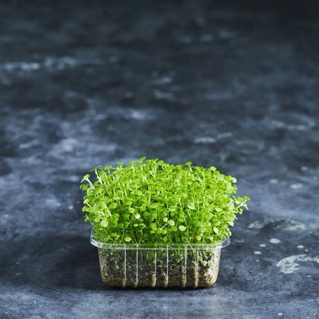 Fresh watercress microgreens with small green leaves