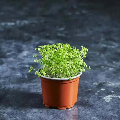 Watercress microgreen seedlings with delicate green leaves