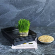 Wheatgrass grow kit with seeds, trays and growing instructions