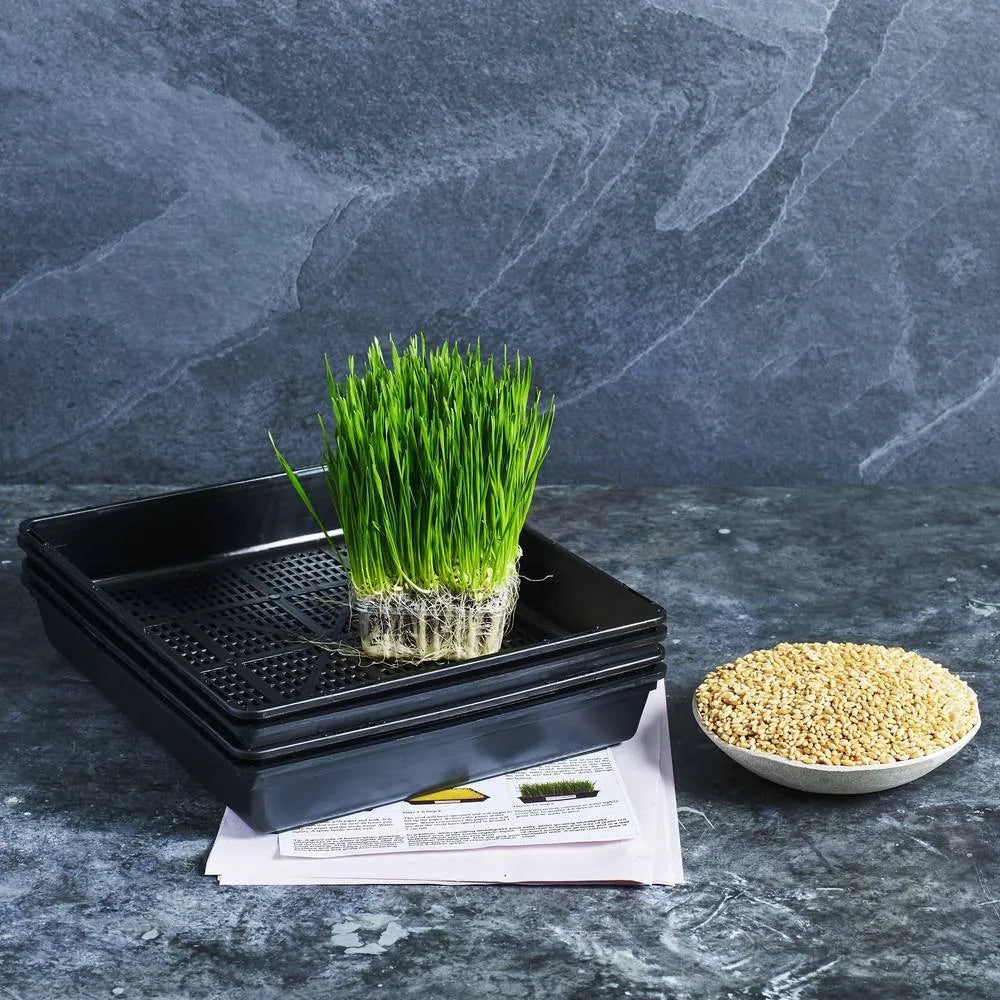 Wheatgrass grow kit with seeds, trays and growing instructions
