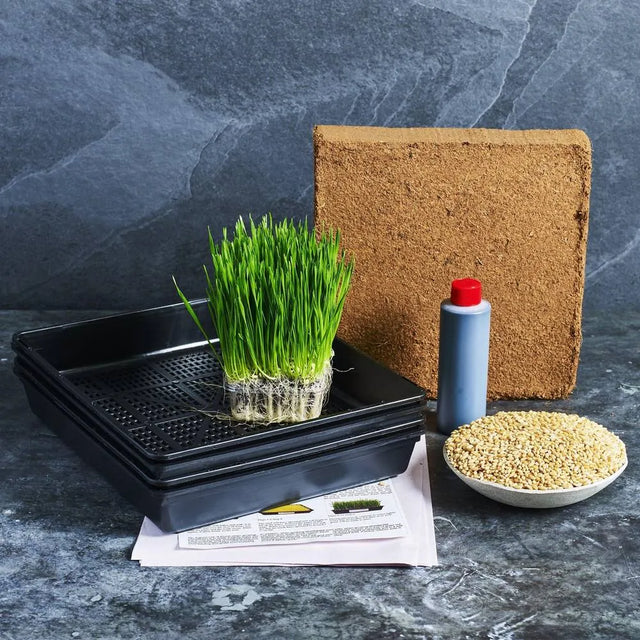 Complete wheatgrass grow kit with trays, seeds, coco fibre and fertiliser