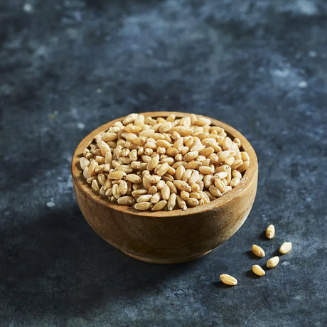 Organic wheatgrass seeds for growing fresh wheatgrass
