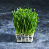 Fresh wheatgrass growing densely in a small tray
