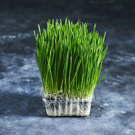 Fresh wheatgrass growing densely in a small tray