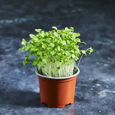 Fresh wild rocket microgreens with tender green leaves