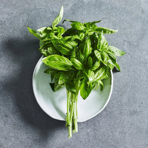Large leaf sweet basil herb seeds